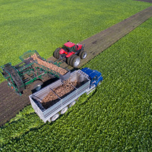 Imagen mostrando una cosechadora de remolacha sobre uno de los campos seguidos durante el proyecto. Crédito de la imagen: ACSC.